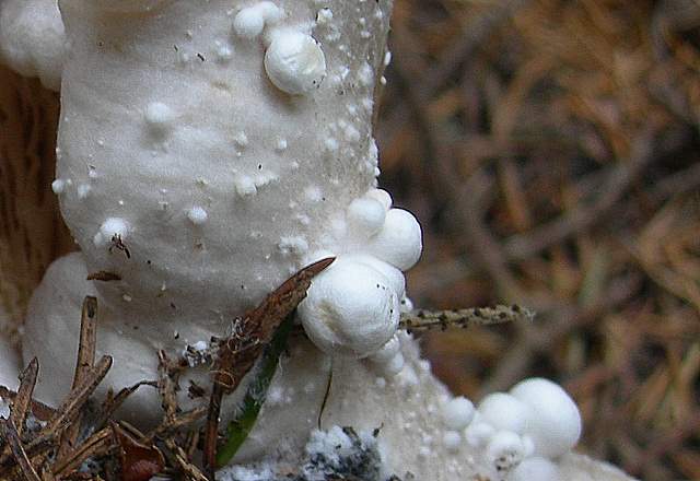 Volvariella surrecta   (Knapp)   Singer